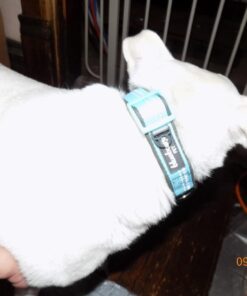 Blueberry Pet Soft & Safe 3M Reflective Neoprene Padded Adjustable Dog Collar - Baby Blue Pastel Color, Medium, Neck 14.5"-20" 68 61A9VyGQnPL 2