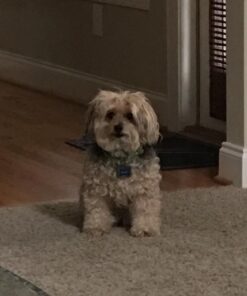 Arava Flea & Tick Collar - for Dogs & Puppies - Length-22'' - 11 Natural Active Ingredients - Safe for Babies & Pets - Enhanced Control & Defense 25 61AC5FTcQBL