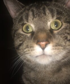 Meow Mix Tender Centers Dry Cat Food, Salmon & Chicken, 13.5 Pound Bag 13.5 Pound (Pack of 1) 31 61ACWv0qqnL