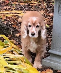 POINTPET Glucosamine for Dogs - Hip & Joint Supplement - Dog Mobility Soft Chews with Chondroitin & MSM - Dog Supplement with Omega 3, Vitamin C & E for Hips and Joints 120cnt 120 Soft Chews 33 61AD9US3zBL