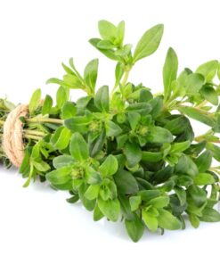 Common Thyme Seeds for Planting, 1000+ Seeds Per Packet, (Isla's Garden Seeds), Non GMO & Heirloom Seeds, Botanical Name: Thymus vulgaris, Great Herb Garden Seeds 16 61AGbGSESkL