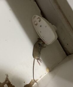 Tomcat Press 'N Set Mouse Trap, Plastic, Spring-Loaded Mouse Killer with Grab-Tab, 2 Traps Mouse Traps (2 Traps) 50 61AYsHk7dyL