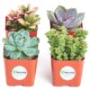 Shop Succulents Unique Succulent Plant Pack Collection - Live Mini Succulent Plants, Low Maintenance, Exceptional Colors & Textures - Wedding and Party Favors, Gift & Garden, Pack of 4 4-Pack Succulent Packs 15 61AeLZ6rIiL