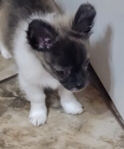 Activate II Flea and Tick Prevention for Dogs | 4 Count | Small Dogs 4-10 lbs | Topical Drops | 4 Months Flea Treatment 38 61AfSASnAyL