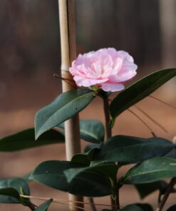 Canon EOS M Mount Adapter 63 61AjTtxFZL