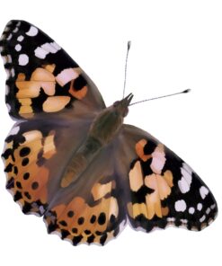 Painted Lady Butterfly Kit - Habitat, STEM Journal, & Voucher for Chrysalis Log & Caterpillars - Grow Your Own Butterfly Kit 30 61Aq2pjgR4L 2