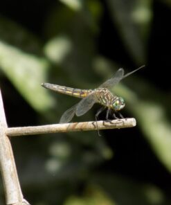 Nikon Coolpix L340 20.2 MP Digital Camera with 28x Optical Zoom and 3.0-Inch LCD (Black) Base 66 61AqIiascRL