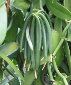 Bakto Flavors Vanilla Beans-Madagascar Gourmet-10 beans-Safest Products on the Market 13 61AtTCMShHL