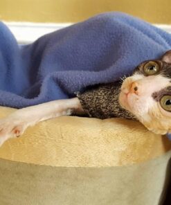 K&H Pet Products Thermo-Kitty Heated Cat Bed Small 16 Inches Sage/Tan 16.0"L x 16.0"W x 6.0"Th Retail Package 33 61AyYoEbP8L