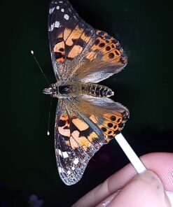 Insect Lore 5 Live Caterpillars Cup of Caterpillars Butterfly Kit Refill - Plus Butterfly Life Cycle Stages Toy Figurines - Shipped Now 50 61B1RjSEhtL