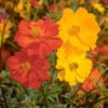 2,000 Seeds of Sulphur Cosmos, Bright Lights Mix by Seeds2Go 58 61BBq67N0BL