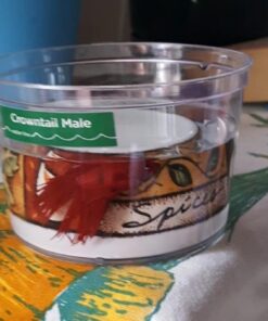 Penn-Plax Deco-Replicas Granite Aquarium Ornament & Hideaway – Realistic Stone Appearance – Safe for Freshwater and Saltwater Tanks – Small Size, White (RR1071) 31 61BqIx976yL 1