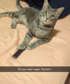 Purina ONE Natural Dry Cat Food, Tender Selects Blend With Real Chicken - 7 lb. Bag 40 61BqKRxx5FL