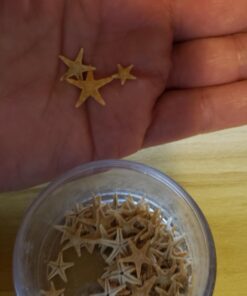 Tiny Miniature Fairy Garden Beach Critter Starfish Marine Life Collection for Arts & Crafts Projects, Decorations, Party Favors, Invitations (90 Pieces) 43 61BrdK7PRLL