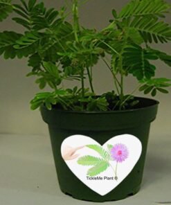 TickleMe Plant Birthday or Father's Day Gift - Indoor Gardening Kit - Dad Will Love Watching The Leaves Close When Tickled! for The Dad That Has Everything. 5 61BuaYSViQL