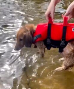 Outward Hound Granby Splash Orange Dog Life Jacket, Medium Granby (Flotation) Medium (Chest Girth: 21"-27") 36 61BxR27rmlL