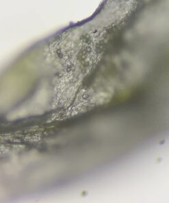 OMAX 40X-2000X LED Binocular Compound Lab Microscope w/ Double Layer Mechanical Stage + Blank Slides, Cover Slips, & Lens Cleaning Paper, M82ES-SC100-LP100 56 61ByQl 5I0L