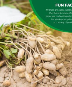 Hampton Farms - USA Grown All-Natural - Fancy Roasted In-Shell Unsalted Peanuts - 5 lb. Bag Basic pack 24 61BydoZs2LL