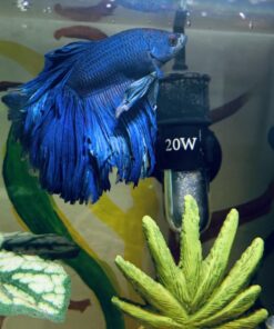 TetraBetta PLUS Floating Mini Pellets, Fish Food With Natural Color Enhancer, 1.2 ounces 1.2 Ounce (Pack of 1) 25 61C7GrLapXL