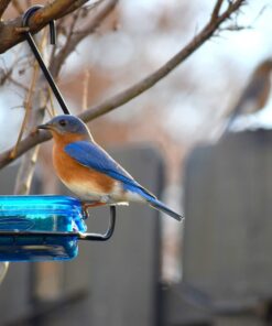 More Birds Dish SeedFeed, 1 Count (Pack of 1) 1 Count (Pack of 1) 34 61C8KsBtbZL