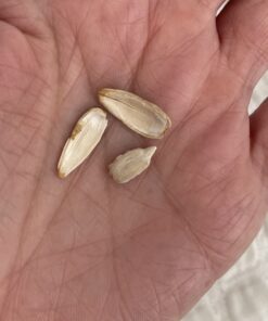 Lightly Sea Salted Sunflower Seed in Shell by Gerbs - 2 LBS - Top 11 Food Allergen Free & Non GMO - Premium Dry Roasted Seeds – COG USA Light Sea Salt 2 Pound (Pack of 1) 32 61C9gNJVYML