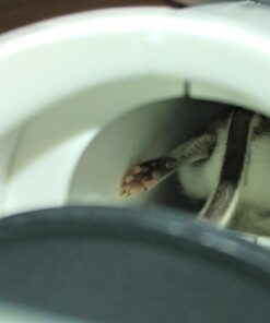 Tomcat Kill & Contain Mouse Trap, Never See a Dead Rodent Again, 2 Traps Kill and Contain Mouse Trap 26 61CH WFi1ML 2