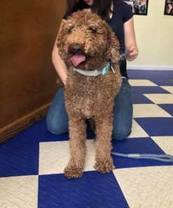 Blueberry Pet Soft & Safe 3M Reflective Neoprene Padded Adjustable Dog Collar - Baby Blue Pastel Color, Medium, Neck 14.5"-20" 46 61CJUe8vyL 2