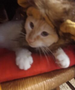 Pet Krewe Cat Lion Mane Halloween Costume – Fits Neck Size 8”-14 - Lion Costume for Small Cats and Kittens – Ideal for Halloween, Cat Birthday, Cat Cosplay, Cat Outfits, Pet Clothes One size fits all 43 61CT IQP7sL