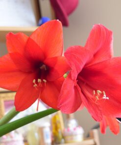 Nikon D3300 24.2 MP CMOS Digital SLR with Auto Focus-S DX NIKKOR 18-55mm f/3.5-5.6G VR II Zoom Lens (Red) 31 61CTSognQ8L