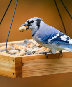 Nature's Way Bird Products CWF3 Cedar Platform Tray Bird Feeder 12" x 12" 12" x 12" 38 61CXsEGbQL