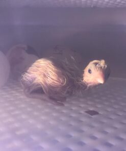 iTavah Egg Incubator, Chicken Incubators for Hatching Eggs with Automatic Egg Turning and Temperature Control, 9-12 Eggs Poultry Hatcher for Chicken Duck Bird 35 61CcDnjXn1L