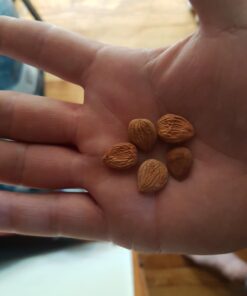 Mighty Apricot USDA Organic Bitter Apricot Kernels(1LB) 16oz, Natural Raw Bitter Apricot Seeds, Vegan, Non-GMO, Gluten Free, Great source of Vitamin B17 and B15 1 Pound (Pack of 1) 24 61CdYWhGeFL