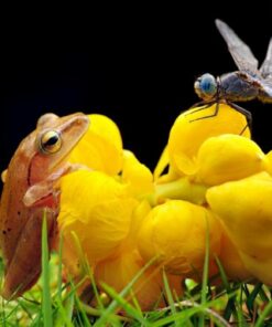 Oshiro 60mm f/2.8 2:1 LD UNC Manual Ultra-Macro Lens Compatible with Sony E-Mount a9, a7r, a7s, a7, a6600, a6500, a6400, a6300, a6000, a5100, a5000, a3500, a3000 Mirrorless Cameras (EOS-E) 49 61ChuKXSbKL