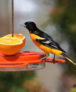 Hanging Bird Feeder Tray with Strong Double-Loop Hanging Chains Steel Hanging Platform Bird Feeder Dish 9.25 inch (Dia) with 19 Inch Chains 1 Pack Round 28 61CjIsEdM1L