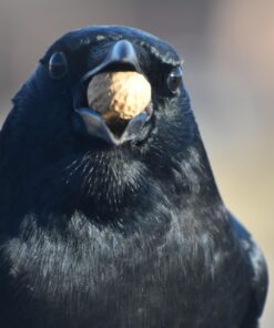 Hampton Farms - USA Grown All-Natural - Fancy Roasted In-Shell Unsalted Peanuts - 5 lb. Bag Basic pack 28 61CmunPX2dL