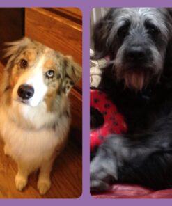 EBPP Advanced Pet Dental Care Water Additive - Premium Cat & Dog Dental Care and Dog Breath Freshener - No Brush Formula Tartar & Plaque Remover for Dogs Teeth 34 61Cn3bDBuuL