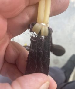 BASUNE Solid Wooden Slingshot Toys with Classic Construction Hunting Slingshot for Catapult Game, Outdoor, Hunting-for Kids/Children/Adult Deep Brown 30 61CnAmw9CoL