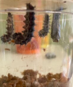 Insect Lore 5 Live Caterpillars Cup of Caterpillars Butterfly Kit Refill - Plus Butterfly Life Cycle Stages Toy Figurines - Shipped Now 70 61Cp87RU2jL