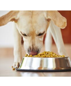 GPET Dog Bowl 32 Ounce Stainless Steel with Rubber Base (Set of 2) 12 61CxKXSBS9L