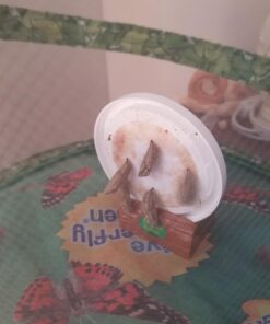 Insect Lore 5 Live Caterpillars Cup of Caterpillars Butterfly Kit Refill - Plus Butterfly Life Cycle Stages Toy Figurines - Shipped Now 56 61D31 YCd0L