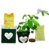 TickleMe Plant Birthday or Father's Day Gift - Indoor Gardening Kit - Dad Will Love Watching The Leaves Close When Tickled! for The Dad That Has Everything. 45 61DCXJu15IL