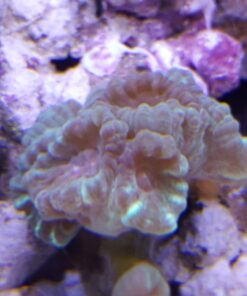 Current USA 36-48" Inch Orbit Marine LED Saltwater Reef Marine Aquarium Light | 24 Hour IR Lighting & eFlux Wave Pump Control | Adjustable Color Spectrum for Fish Tank (4102) Black 36 to 48-Inch 37 61DJyyJhzjL 3