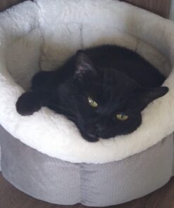 Wellness Kittles Crunchy Natural Grain Free Cat Treats, Salmon & Cranberry, 2-Ounce Bag 2 Ounce (Pack of 1) 38 61DLdr Y6wL 1