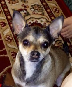 Activate II Flea and Tick Prevention for Dogs | 4 Count | Small Dogs 4-10 lbs | Topical Drops | 4 Months Flea Treatment 33 61DRUh2OQiL