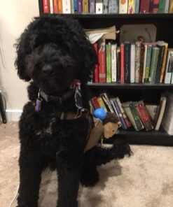 OneTigris Dog Pack Hound Travel Camping Hiking Backpack Saddle Bag Rucksack for Medium & Large Dog (Brown, Large) 11.4"L x 8.7"W x 2.4"H Brown 53 61DXX7v2IzL