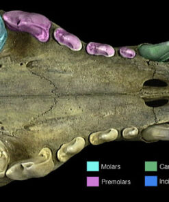 PURINA Busy Made in USA Facilities Small/Medium Dog Bones, Original - 10 ct. Pouch 10 Count (Pack of 1) 33 61DYS0MfVaL