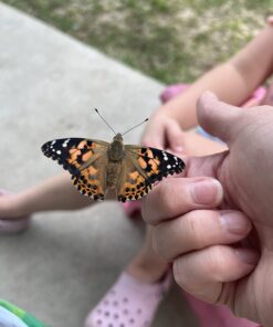 Painted Lady Butterfly Kit - Habitat, STEM Journal, & Voucher for Chrysalis Log & Caterpillars - Grow Your Own Butterfly Kit 48 61DgLEDEZ3L