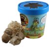 Praying Mantis (5) Egg Cases with Habitat Cup- 5 Egg Cases & 1,500 Live Ladybugs 15 61DrsZziglL 1