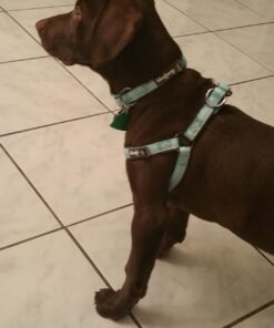 Blueberry Pet Soft & Safe 3M Reflective Neoprene Padded Adjustable Dog Collar - Baby Blue Pastel Color, Medium, Neck 14.5"-20" 54 61DsbiB3YWL 2