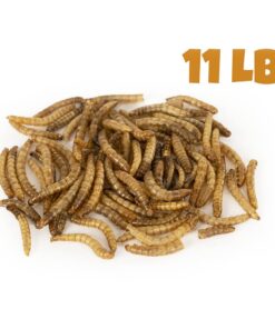 MBTP Bulk Dried Mealworms - Treats for Chickens & Wild Birds (11 Lbs) 11 61DwCFAML0L
